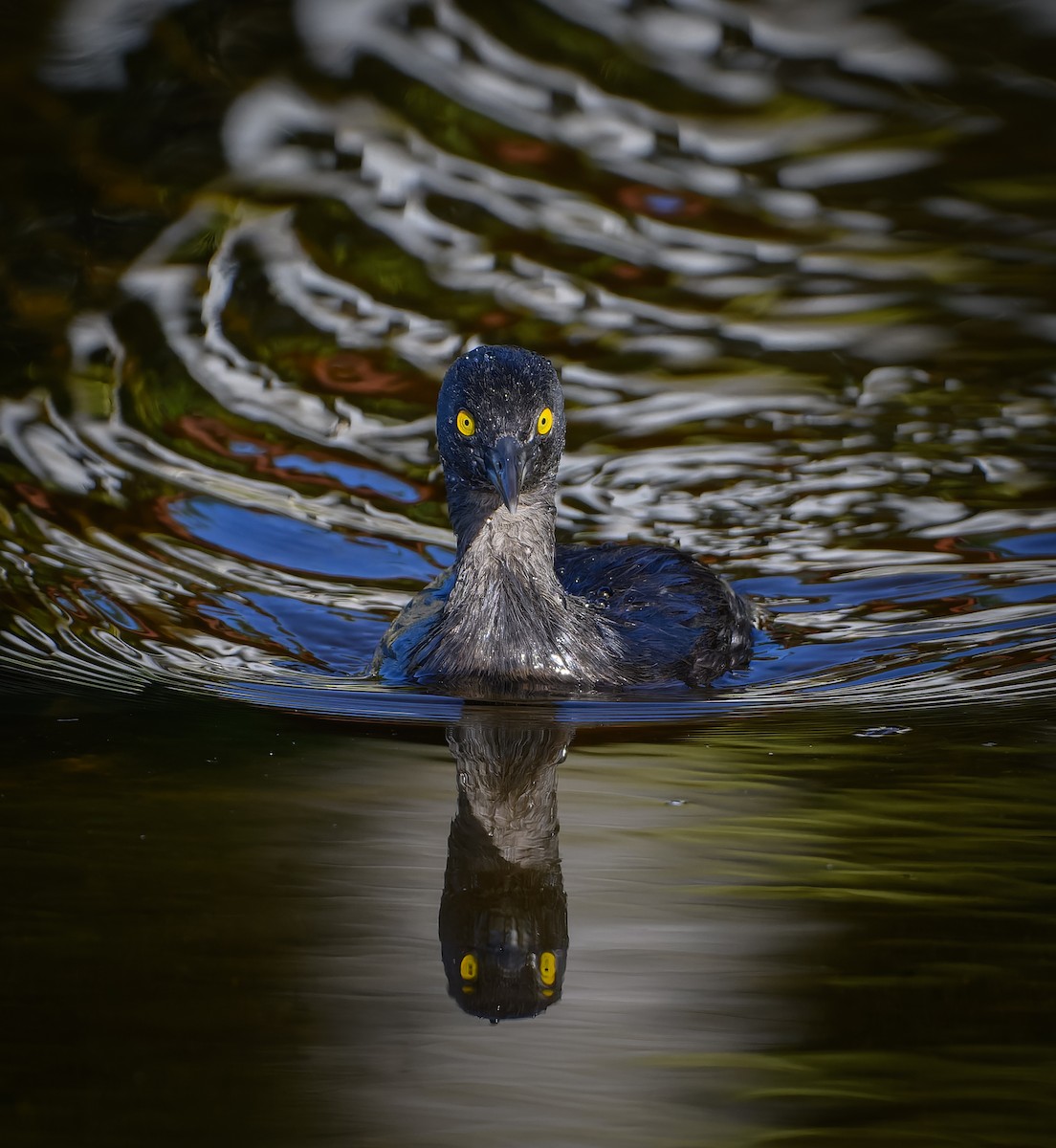 Least Grebe - ML647079725