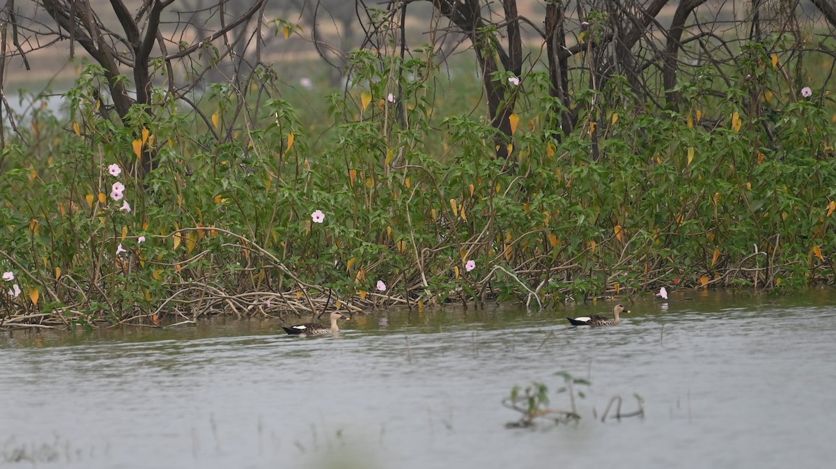 Ánade Picopinto Indio - ML647079726