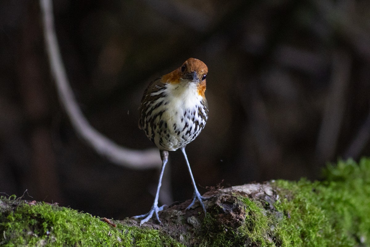 Tororoí Compadre - ML647079728