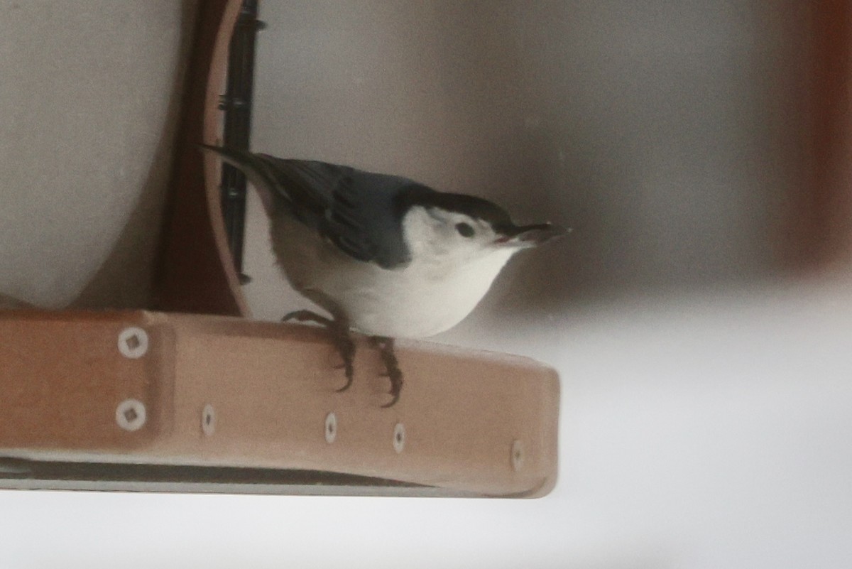 Trepador Pechiblanco - ML647079729