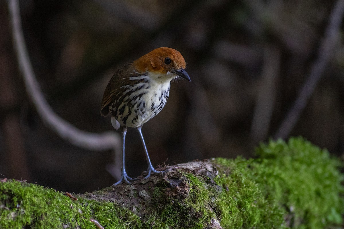 brunhodemaurpitta - ML647079730