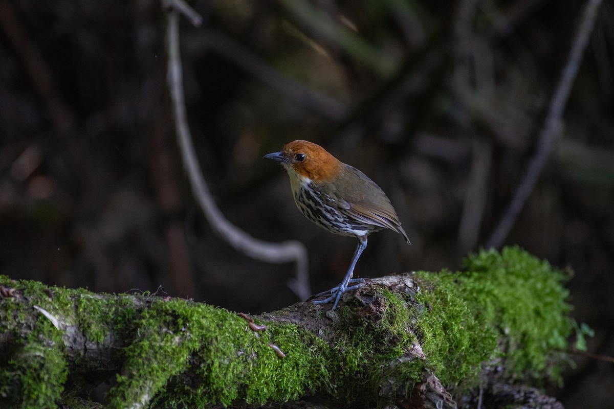 brunhodemaurpitta - ML647079731