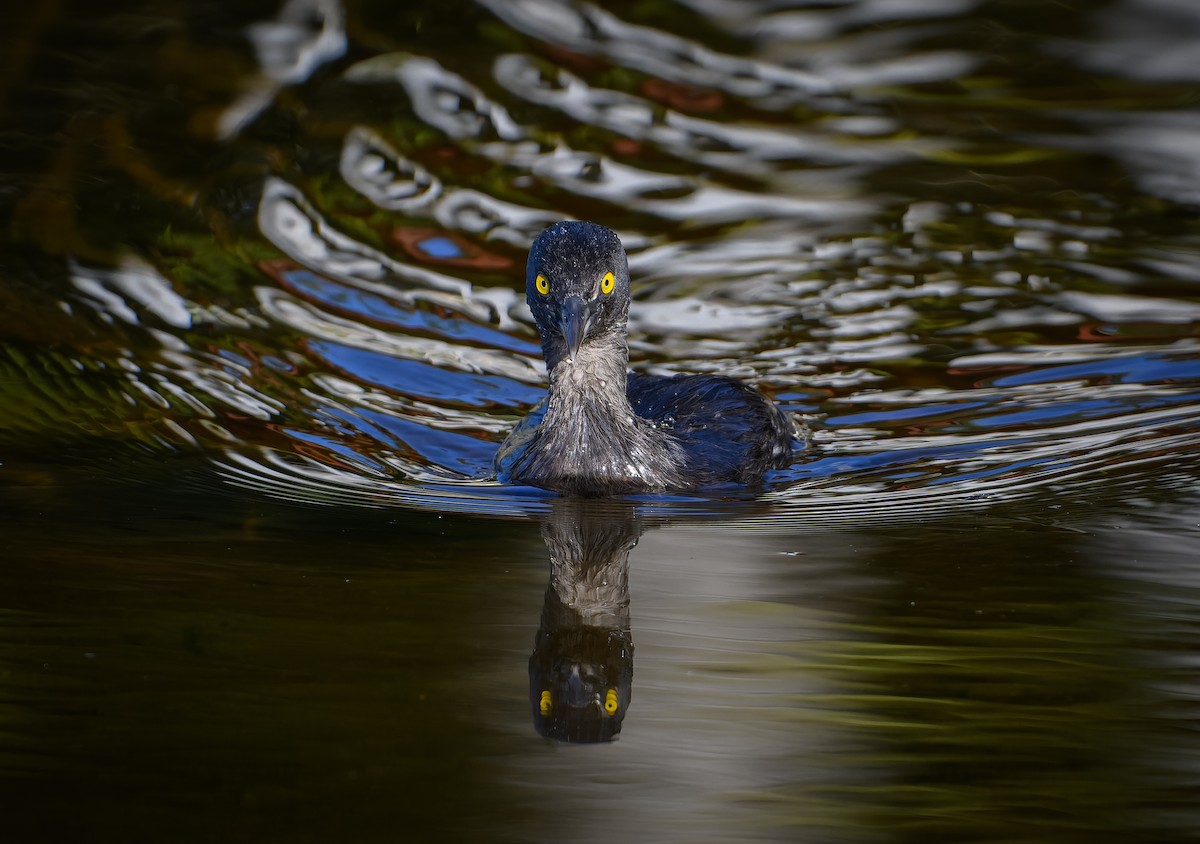 Zampullín Macacito - ML647079732