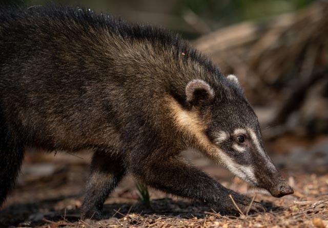 Animals - ML647079733