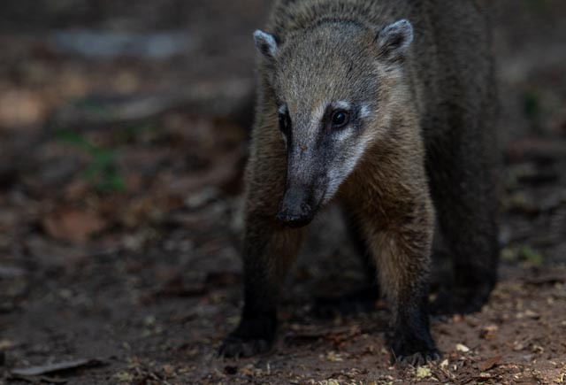 Animals - ML647079734