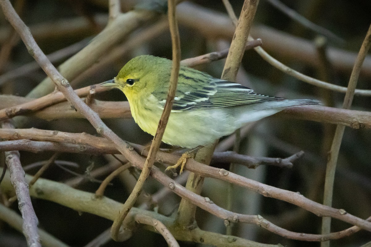 svarthetteparula - ML647079735