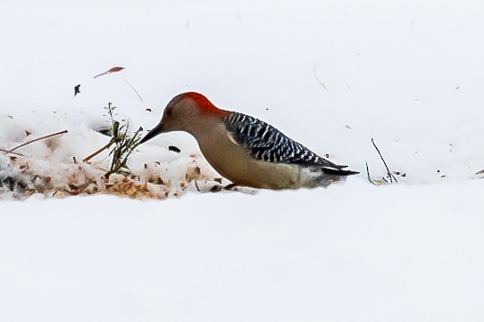 lundspett - ML647079736