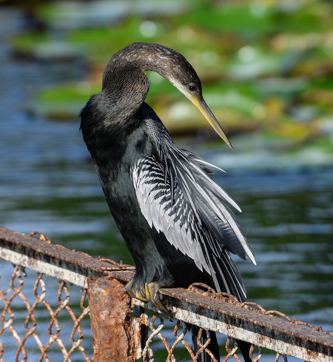 amerikaslangehals - ML647079737