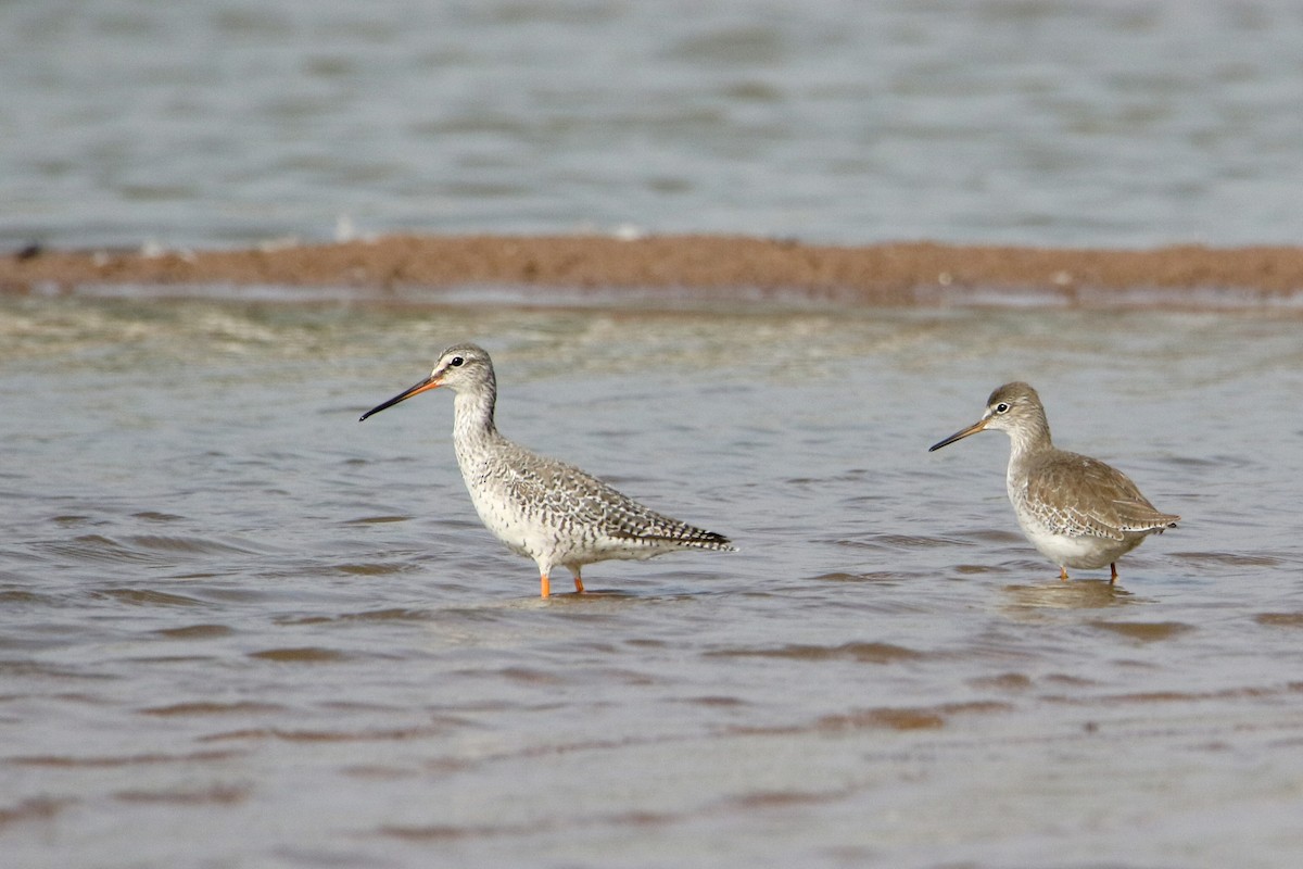 rødstilk - ML647079738