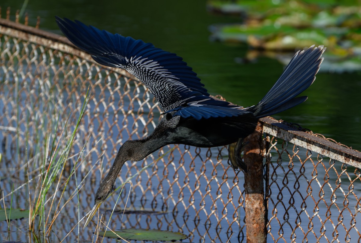 amerikaslangehals - ML647079739