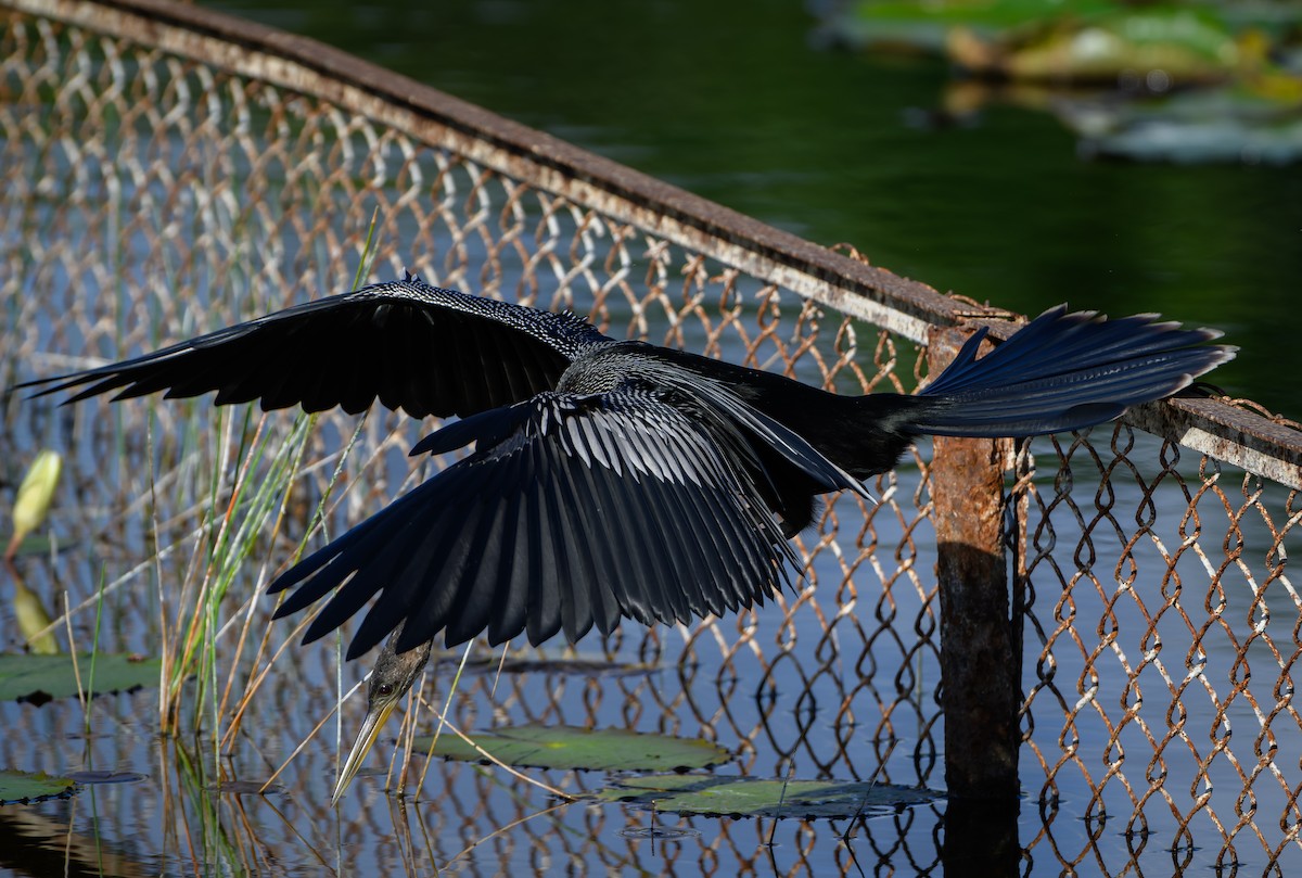 amerikaslangehals - ML647079743