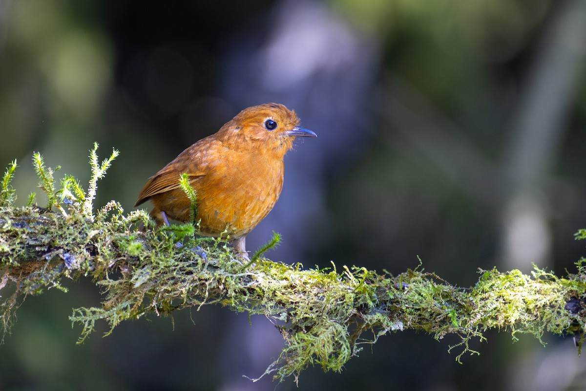 ekvatorialmaurpitta - ML647079747