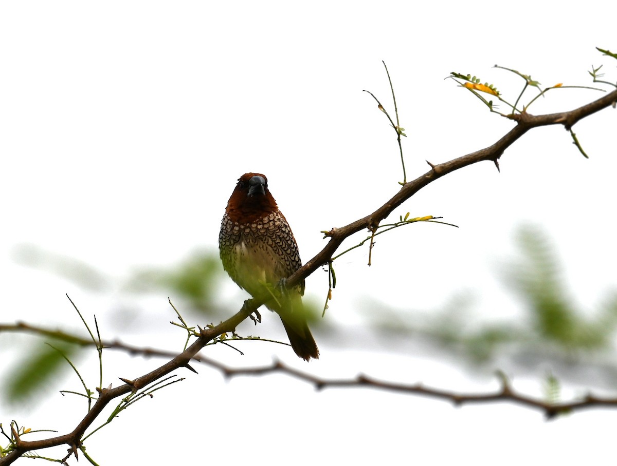 muskatnonne - ML647079748