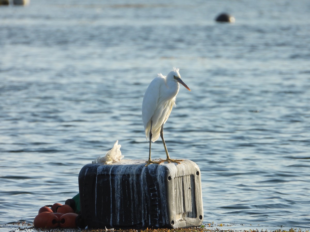 strandhegre - ML647079749