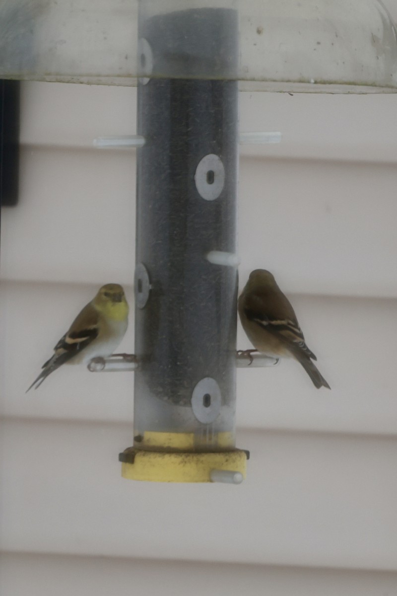 gulstillits - ML647079750