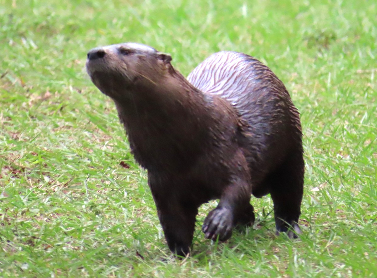 Animals - ML647079751