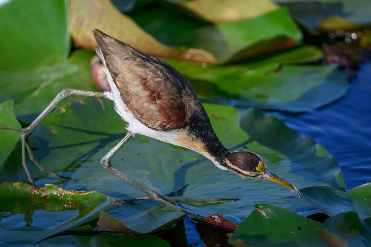 gulpannebladhøne - ML647079752