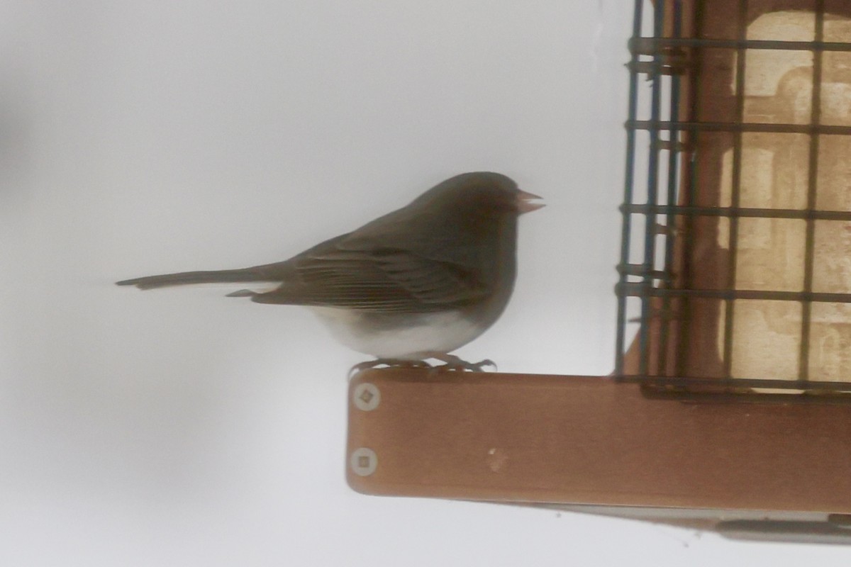 vinterjunko - ML647079753