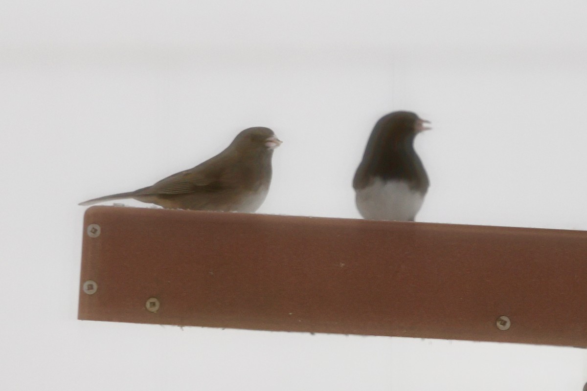 vinterjunko - ML647079754