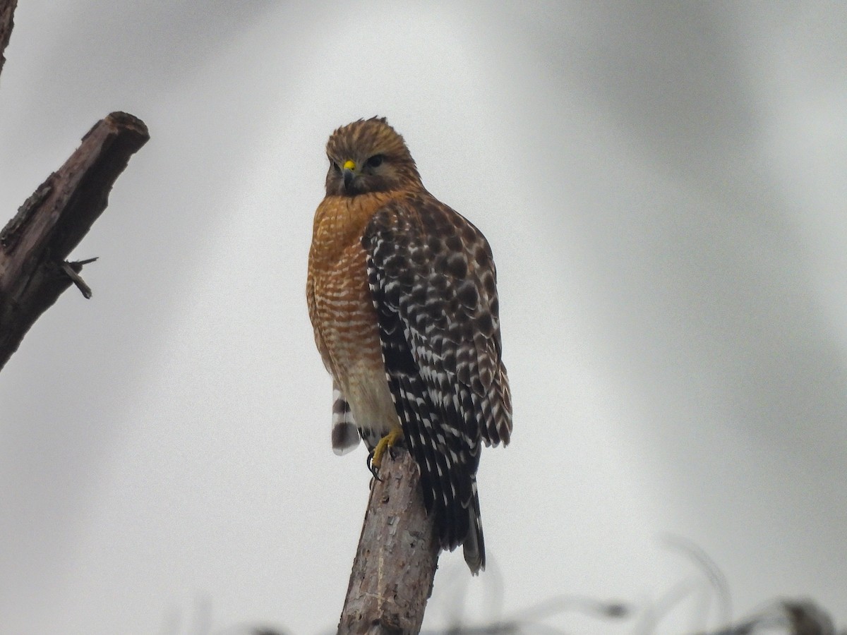 rødvingevåk - ML647079755