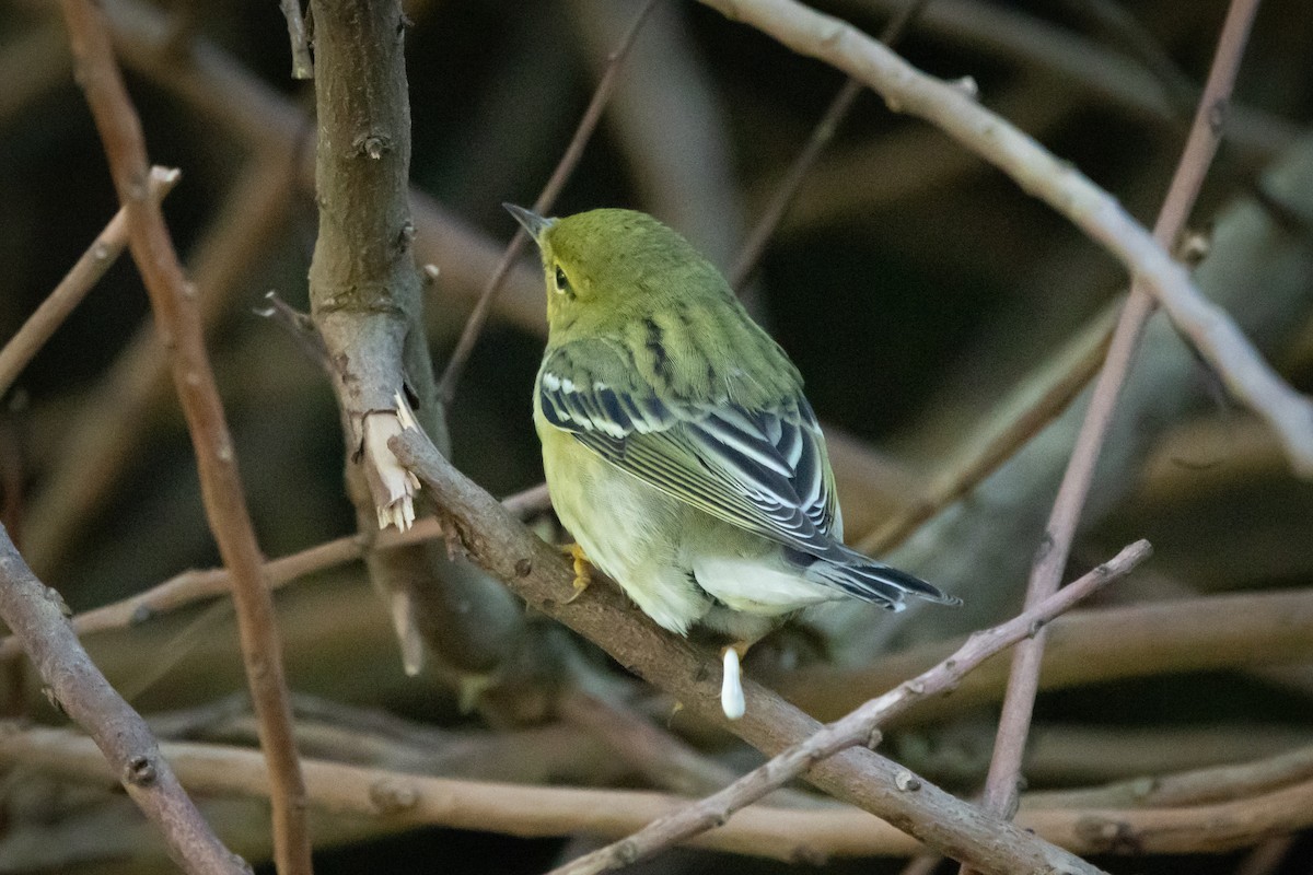 svarthetteparula - ML647079756