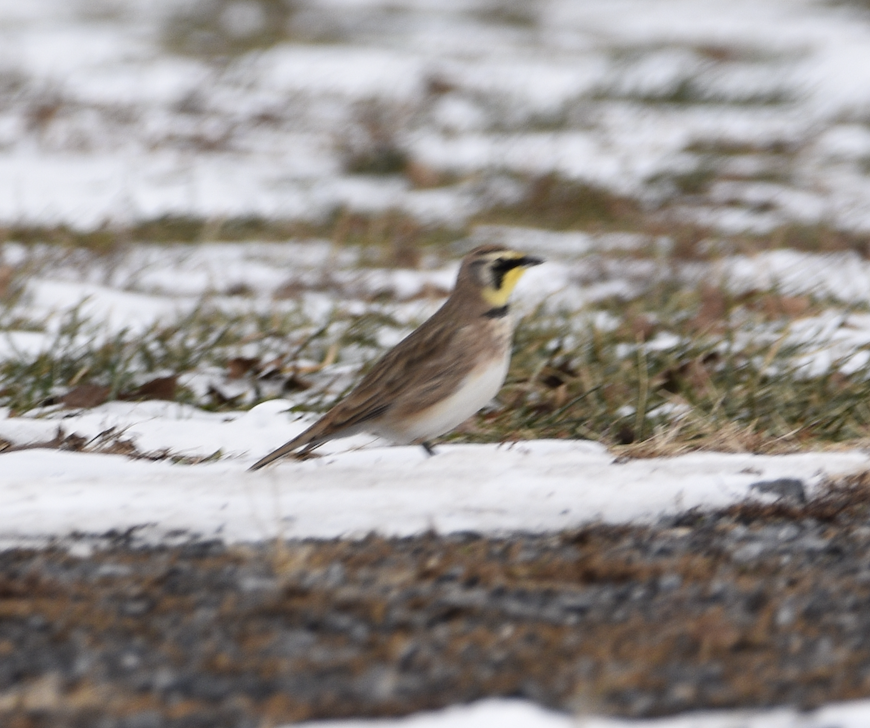 snøspurv - ML647079757