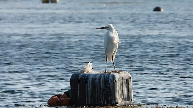 Western Reef-Heron - ML647079758