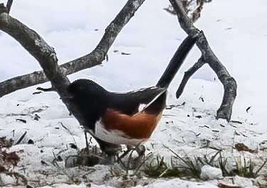 rødsidetovi - ML647079760