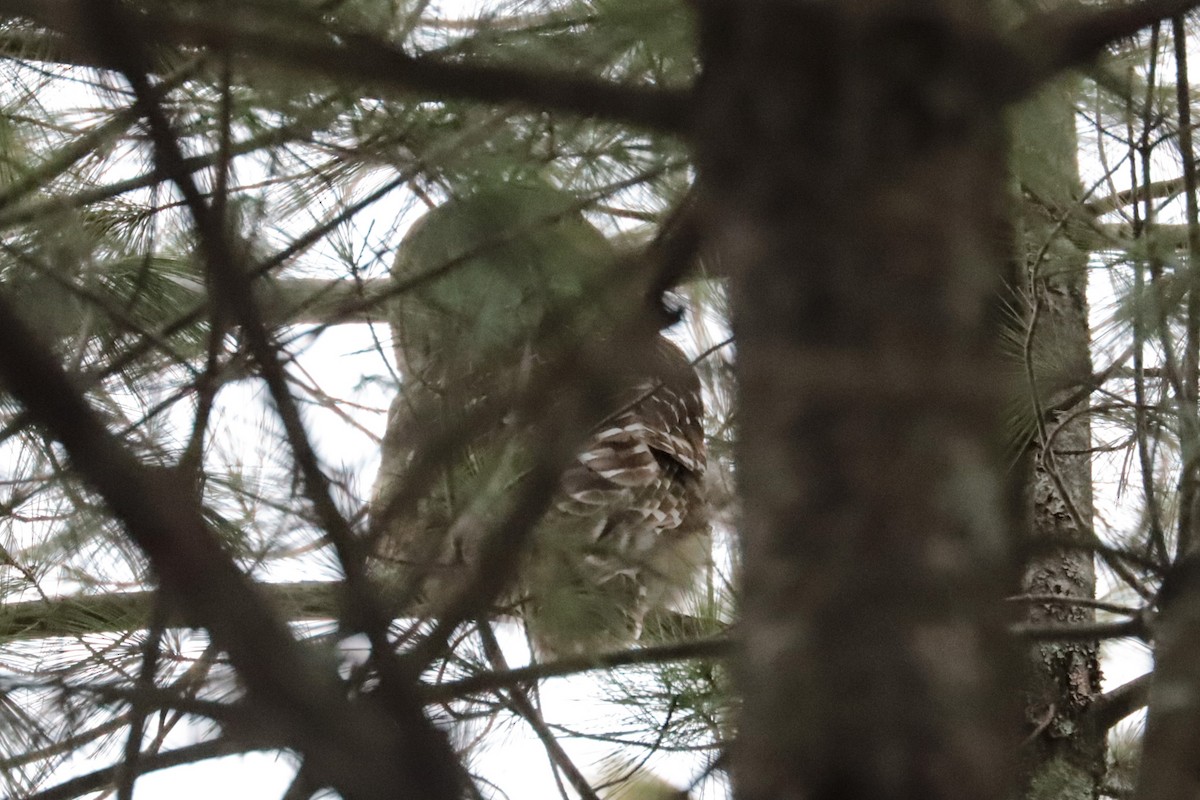 høvdingugle - ML647079761