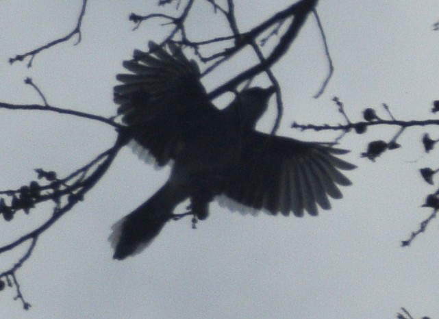 Blue Jay - ML647079762