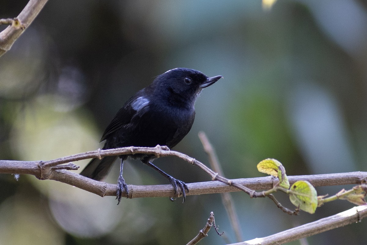 glansblomsterborer - ML647079763