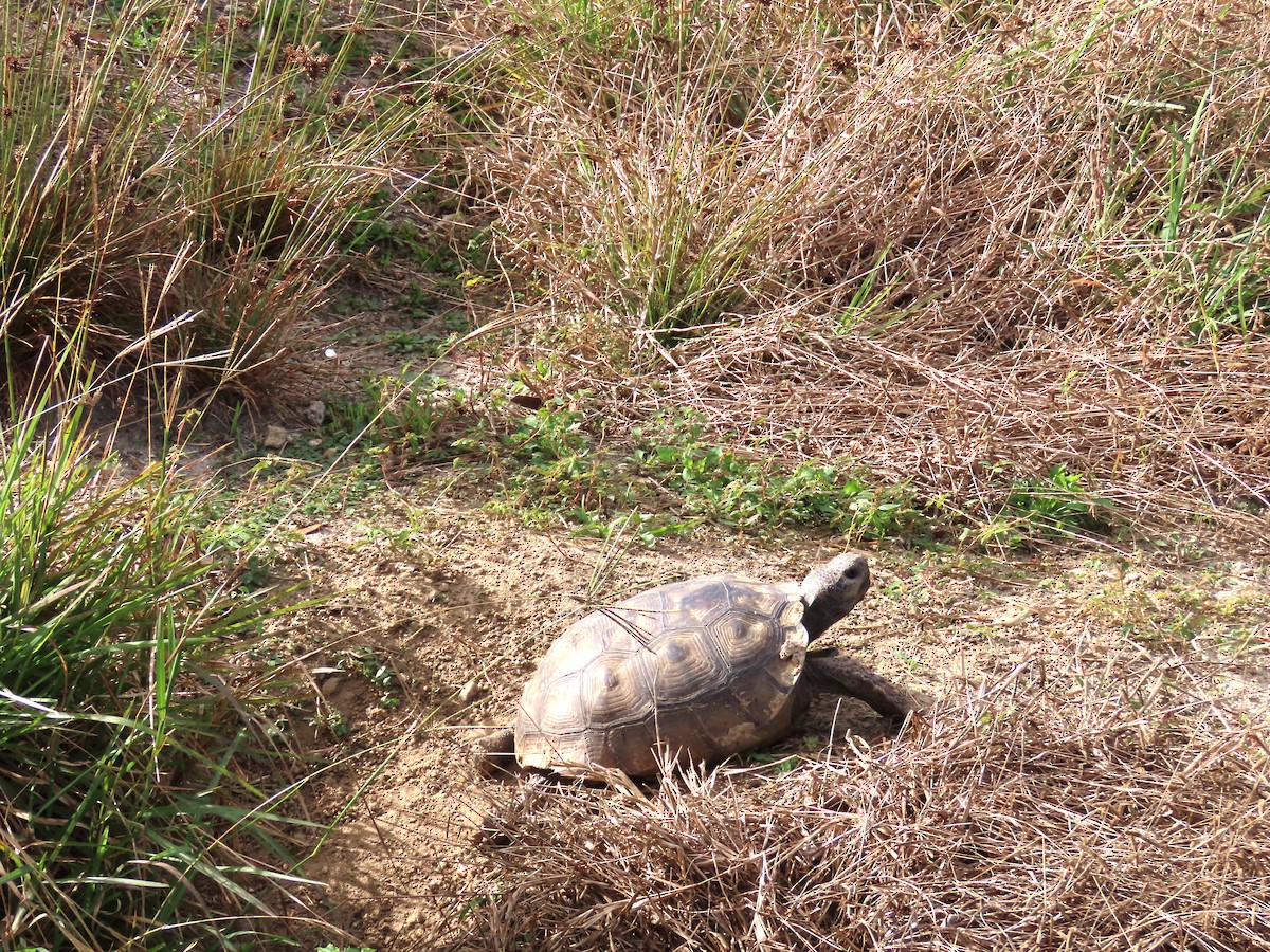 Animals - ML647079764