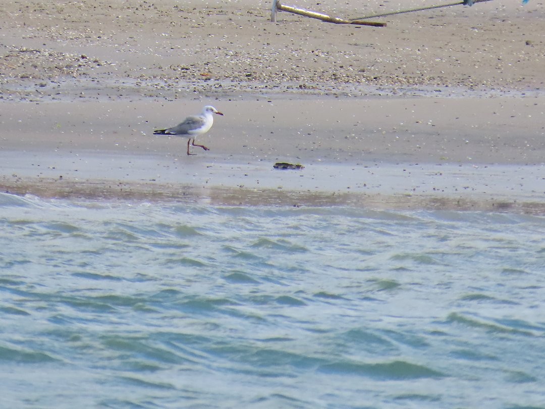 racek šedohlavý - ML647079765