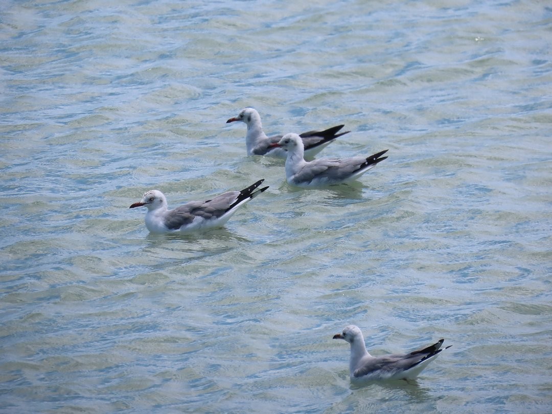 gråhodemåke - ML647079766