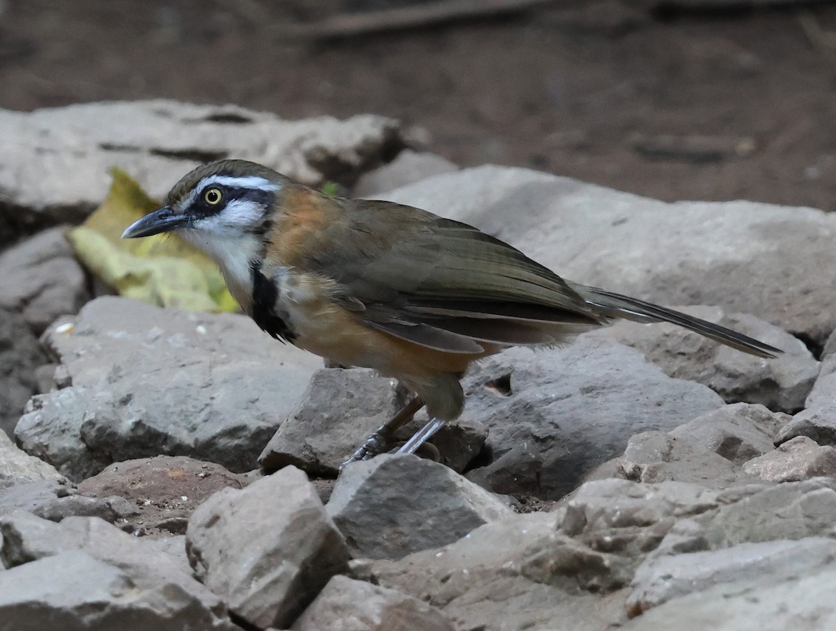 Lesser Necklaced Laughingthrush - ML647079767