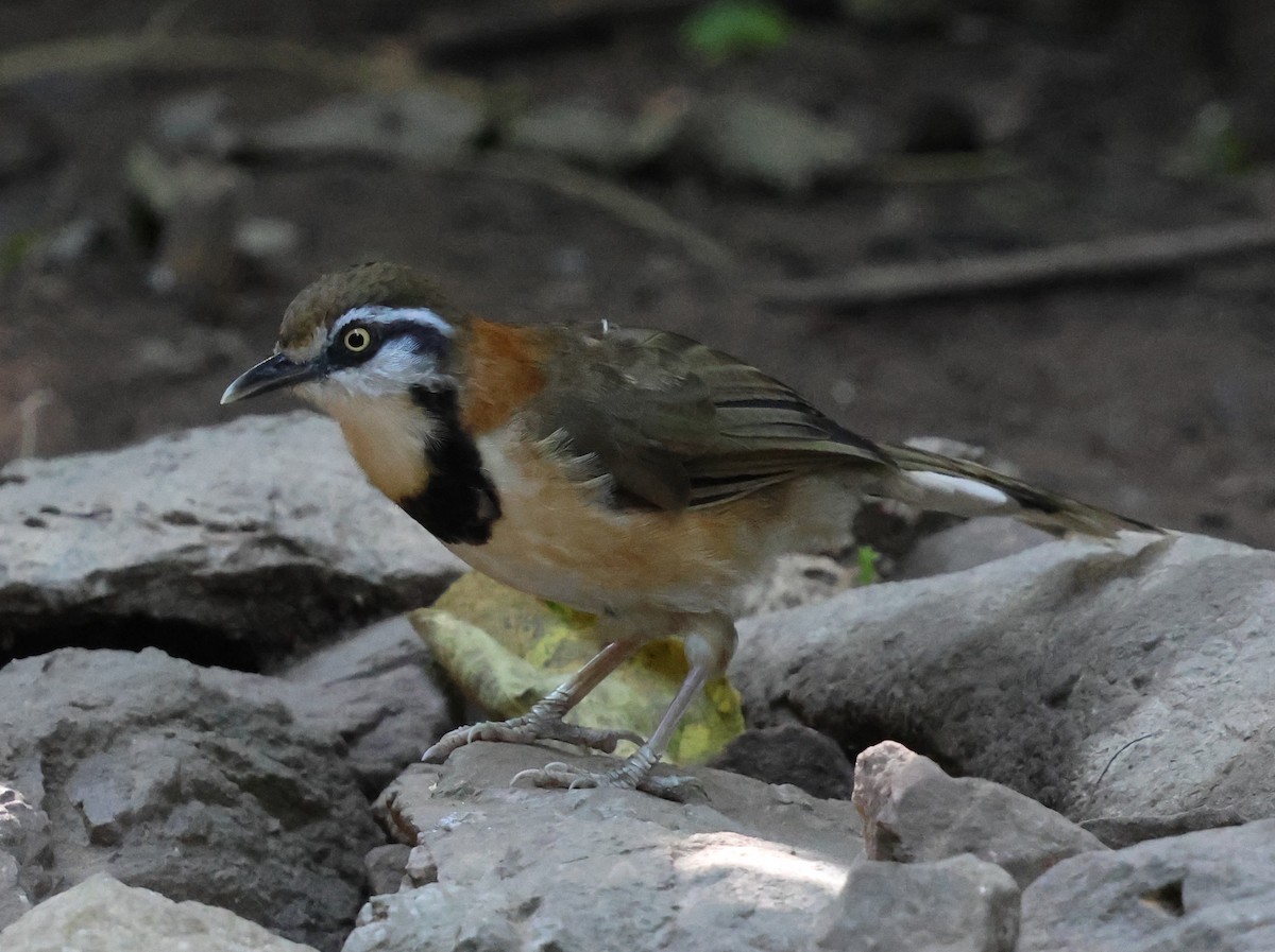 Lesser Necklaced Laughingthrush - ML647079768