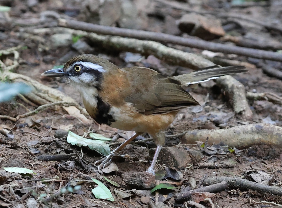 Lesser Necklaced Laughingthrush - ML647079769