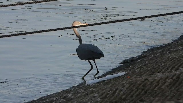 Western Reef-Heron - ML647079771
