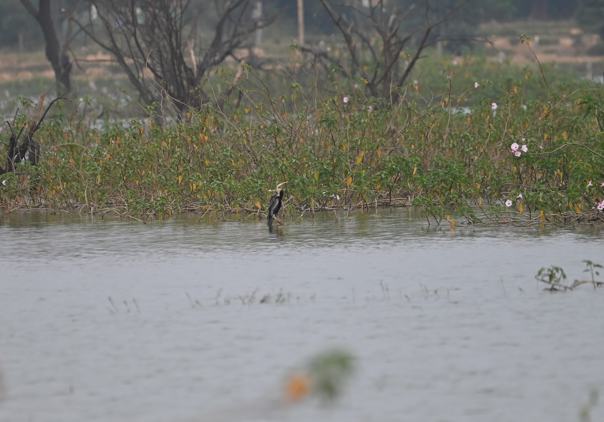 Doğu Yılanboyunu - ML647079775