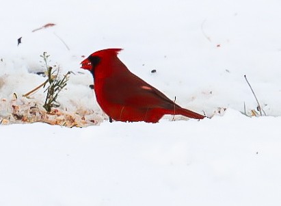 Northern Cardinal - ML647079776