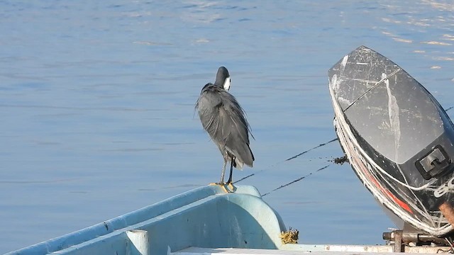 Western Reef-Heron - ML647079781