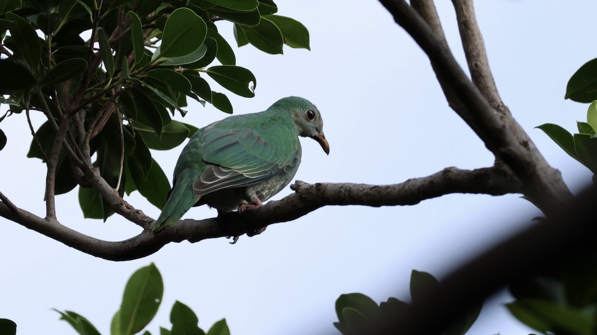Black-chinned Fruit-Dove - ML647079782
