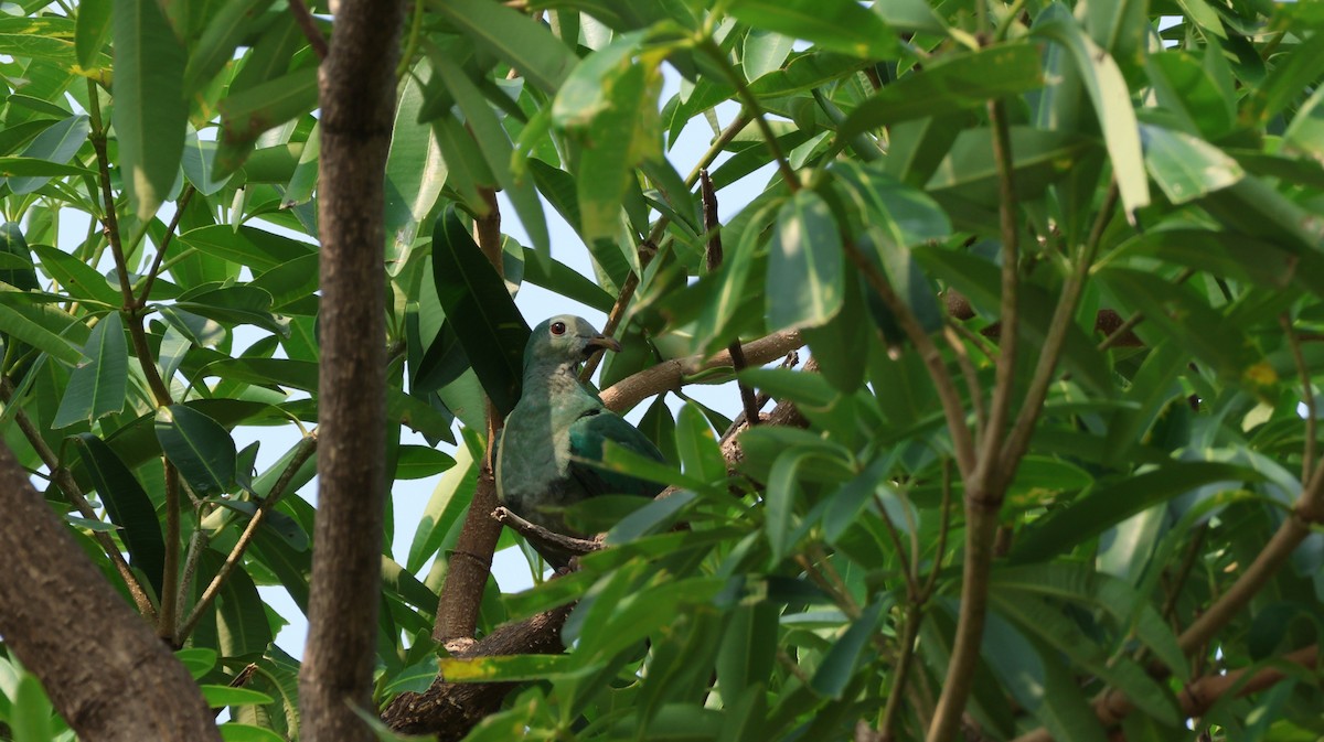 Black-chinned Fruit-Dove - ML647079783
