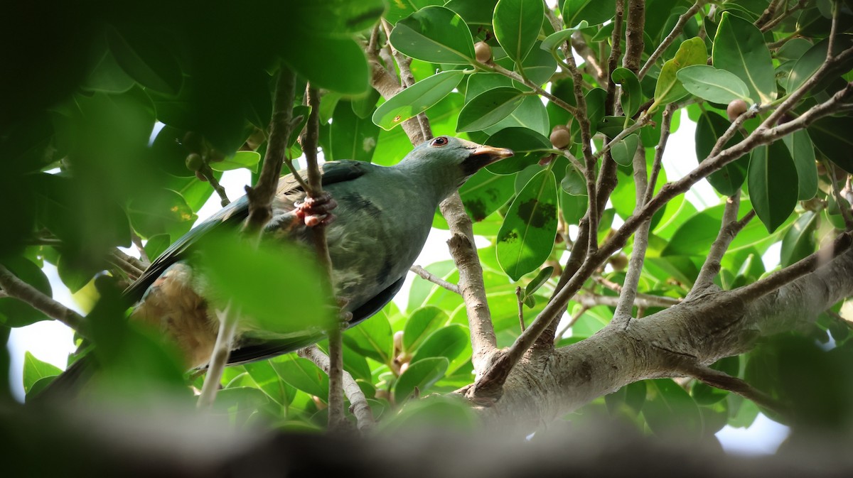 Black-chinned Fruit-Dove - ML647079784