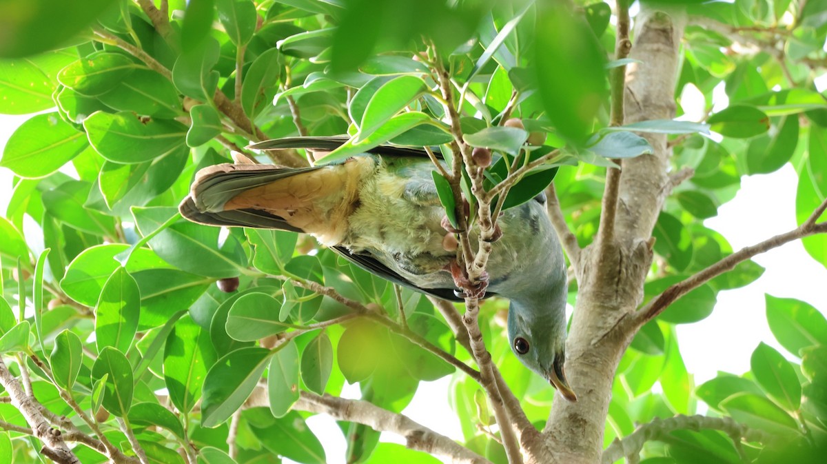 Black-chinned Fruit-Dove - ML647079785