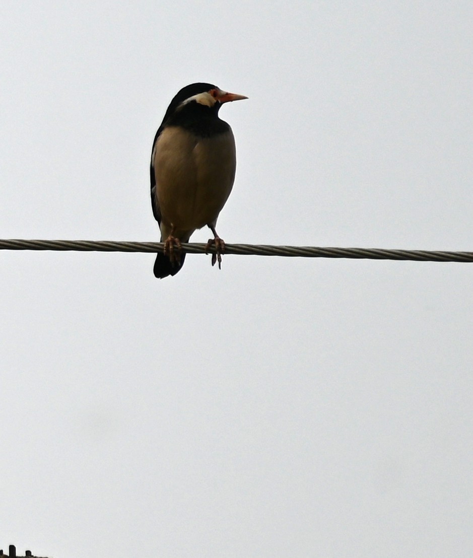 Indian Pied Starling - ML647079789