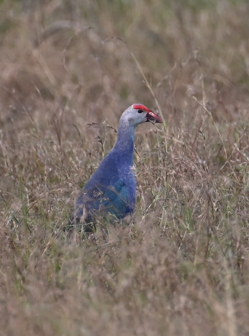 Gray-headed Swamphen - ML647079801