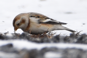 Пуночка снігова - ML647079803