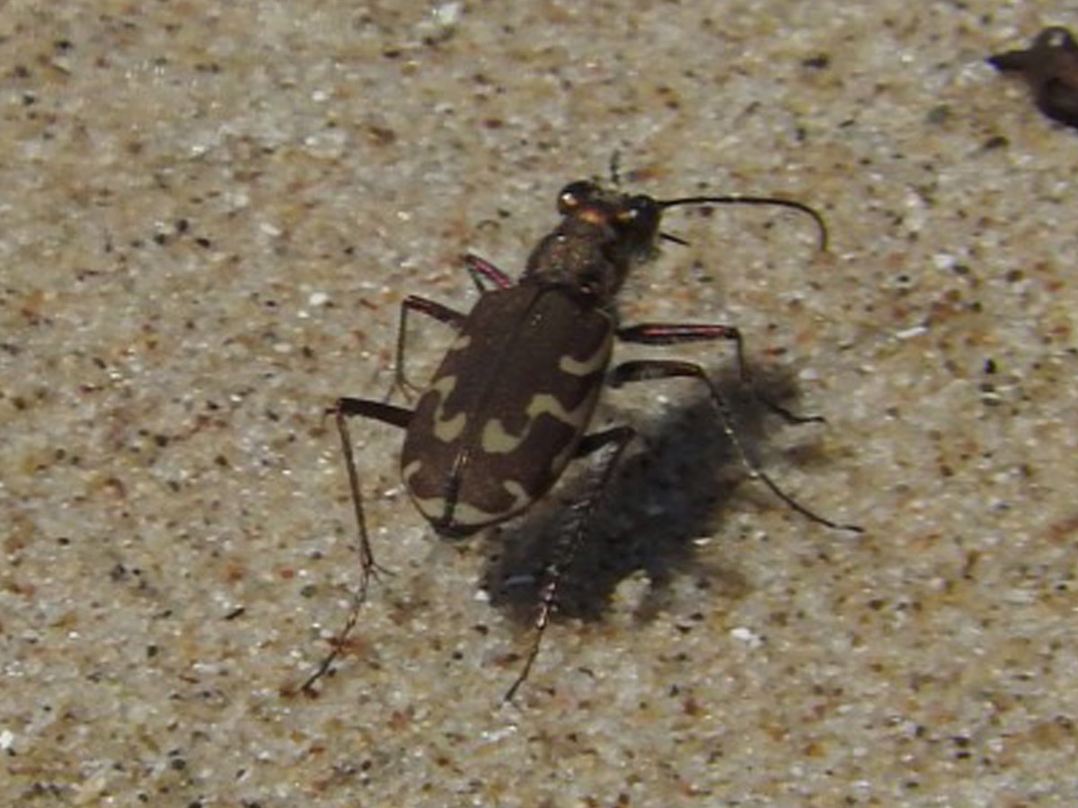 Bronzed Tiger Beetle - ML647079819