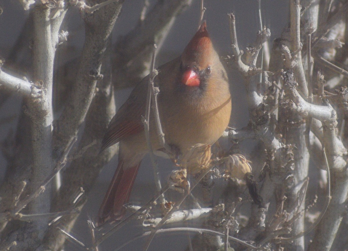 Northern Cardinal - ML647079822